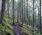 The trail along the South Channel Ridge route on Salt Spring Island