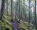 The trail along the South Channel Ridge route on Salt Spring Island