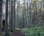The South Channel Ridge trail on Salt Spring Island