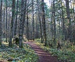 A wooden bench along the South Channel Ridge Trail on Salt Spring Island