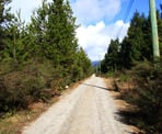 The road at the start of the hike that leads to Chapman Falls