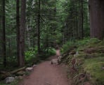 The fairly flat hiking trail from the FSR to Cheakamus Lake near Whistler, BC