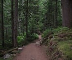 The fairly flat hiking trail from the FSR to Cheakamus Lake near Whistler, BC