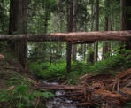 A fallen tree over a small creek along the trail to Cheakamus Lake