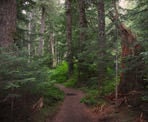 The beautiful, forested hiking trail to Cheakamus Lake near Whistler, BC