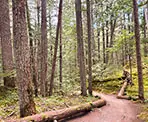The forested walk along the Farside Trail in Whistler