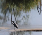 A Great Blue Heron at Cheam Lake Wetlands in Chilliwack, BC