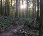 The Cholqthet Trail in the Chilliwack Community Forest