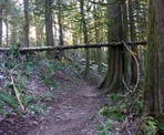 The trails pass through lush forests in the Chilliwack Community Forest