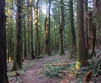 The Canyon Loop Trail in the Chilliwack Community Forest