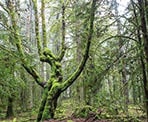 Lush forest along the Chris Hatfield Trail on Salt Spring Island