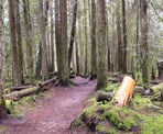 A hiking trail at Cliff Gilker Park near Roberts Creek, BC