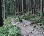 The Cedar Mills Trail along the route to Coliseum Mountain in Lynn Headwaters Regional Park
