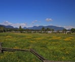 The community gardens at Colony Farm Regional Park