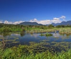 The marsh area is home to many species of animals at Colony Farm Regional Park