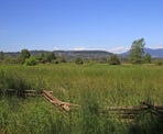 Looking out over the tall grass at Colony Farm Regional Park