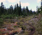 The path to Conflict Lake in the Callaghan Valley west of Whistler, BC