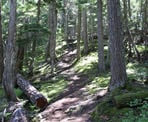 The Crater Rim Trail as it passes through the scenic forest along a ridge