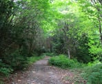 After the inital steep section, the Sigurd Trail follows an old logging road along a flat section to Crooked Falls