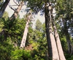The steep and rugged trail up to Crown Mountain in North Vancouver