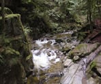 The sun peaks through the trees along the trail to Crystal Falls