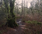 The trail to Crystal Falls in Coquitlam can be very muddy after a heavy rainfall