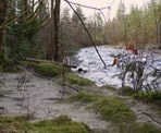 Along the shore of the Coquitlam River on the trail to Crystal Falls