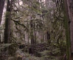 The forest area on along the short, uphill hike to Cypress Falls