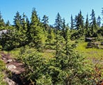 The trail past Mystery Lake and on the way to De Pencier Bluffs