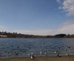 Birds along the beach at the east end of Deer Lake