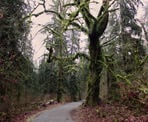Trees along the Houston Trail in Derby Reach Regional Park, Langley, BC