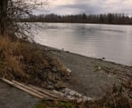 The shore of the Fraser River in Derby Reach Regional Park, Langley