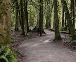 The forest along the Houston Trail in Derby Reach Regional Park, Langley