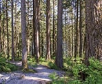 The trail down to the beach area at Devil's Lake