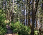 The forested trail to Devil's Lake in Mission, BC