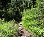 The trail to Dog Mountain can be rough and slippery, with lots of tree roots and rocks