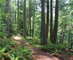 The forest trail to Dorman Point on Bowen Island