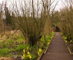 There is plenty of skunk cabbage in Downes Bowl in the spring and summer seasons