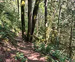 The well defined Dragon's Back Trail in Hope, BC