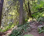 Steps along the Dragon's Back Trail in Hope, BC