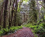 The Baden Powell Trail starting from the Horseshoe Bay area