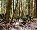 A creek crossing along the Baden Powell below Eagle Bluffs