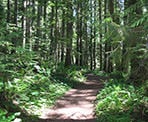 The forest trail that climbs to the top of Elk Mountain in Chilliwack, BC