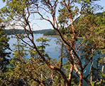 Arbutus trees partially block the view of Bedwell Harbour