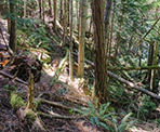The bench in the Enchanted Forest on Pender Island