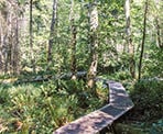 Boardwalks in the Enchanted Forest on Pender Island