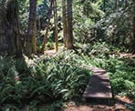 Boardwalks in the Enchanted Forest on Pender Island, BC