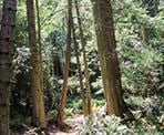 The Enchanted Forest Trails on Pender Island