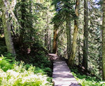 Boardwalks along part of the trail to Falls Lake