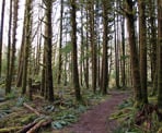 The forest along the Hydraulic Connector Trail near the mid-valley viewpoint